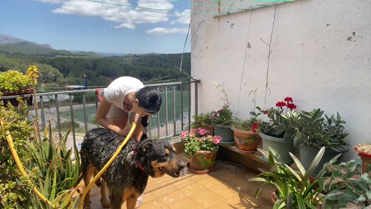 💦 🐶 LAVAMOS A TYSON _ !redes !discord.mp4_snapshot_10.08.752.png