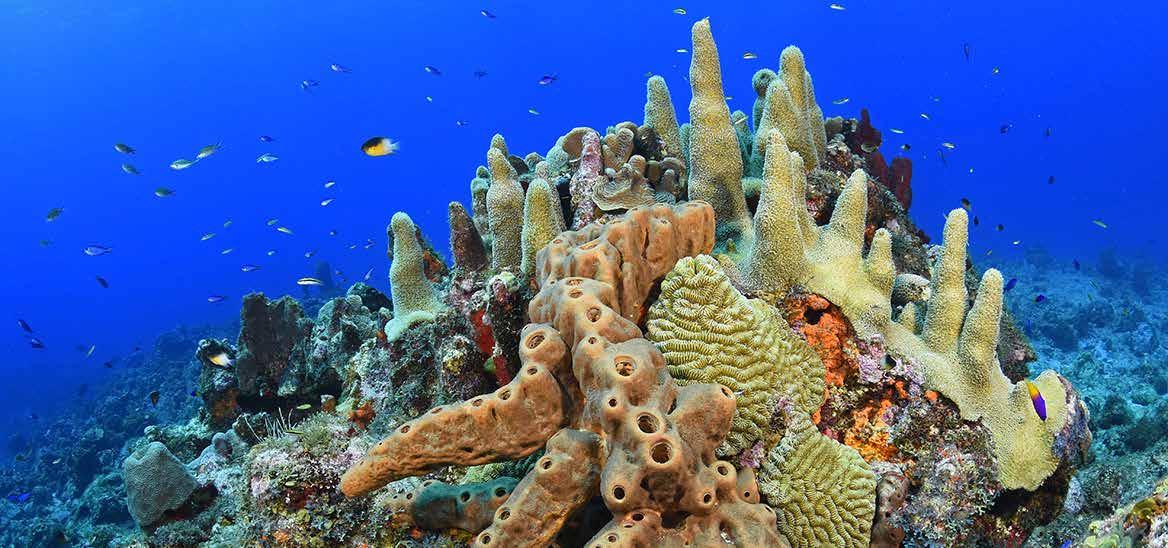 1 arrecifes de coral.jpeg