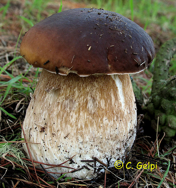 1-boletus-edulis.jpg