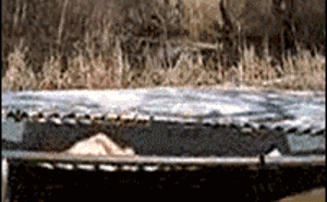 1000011704.gif