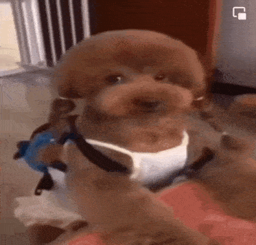 1000022277.gif