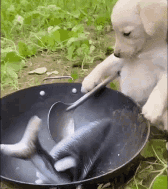1000023833.gif