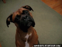 1302c8d63e360690a368a7cf77ca36f9_w200.gif
