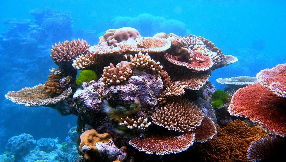 2 arrecifes de coral.jpg