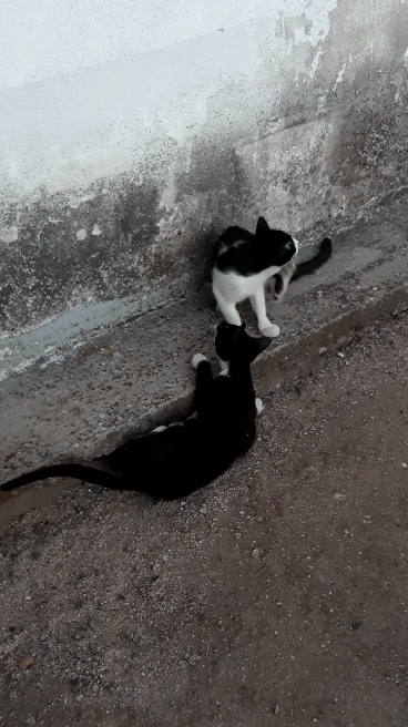 20200815_212241_1.gif