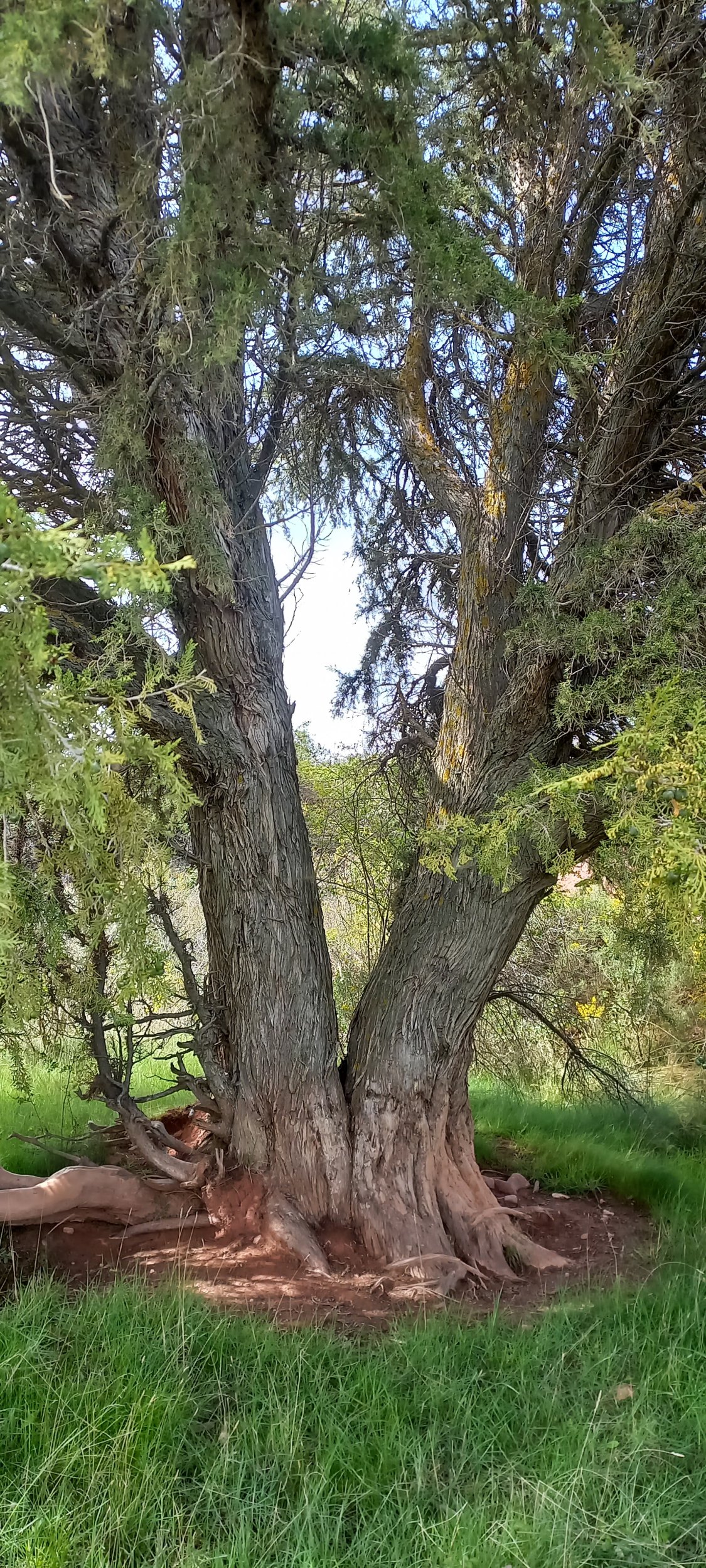 20250517_154549.jpg