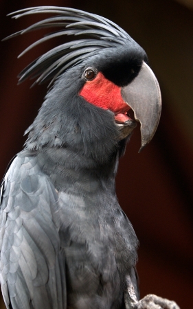 24719241-loro-negro-palma-cacatúa-probosciger-aterrimus.jpg