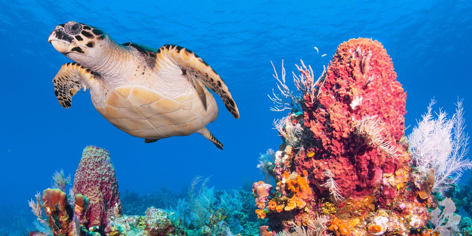 4 arrecifes de coral Tortuga.jpg