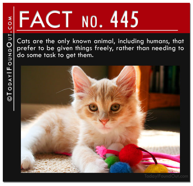 445.jpg