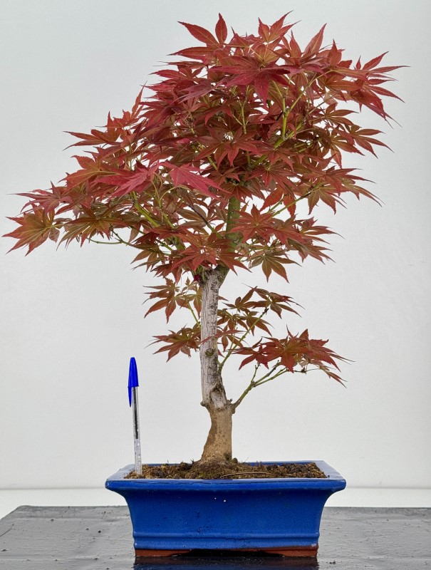acer-palmatum-yugure-i-7908.jpg