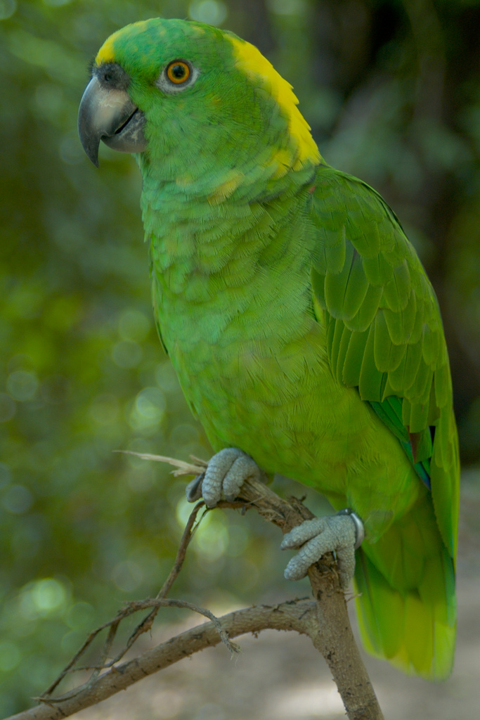 Amazona_auropalliata_-Roatan_Tropical_Butterfly_Garden-8a.jpg