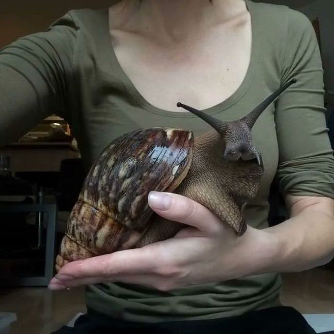 animcaracolazo.jpg