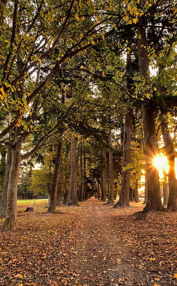 autumn-sunset-with-a-road-under-the-trees-photo.jpg