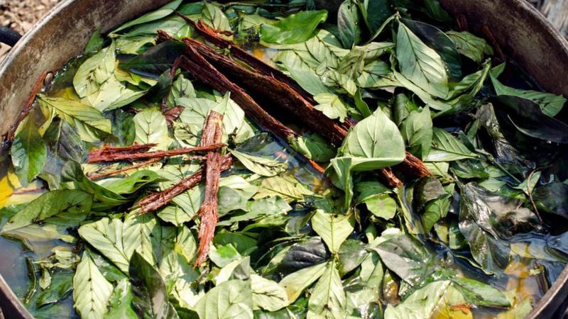 ayahuasca2.jpg