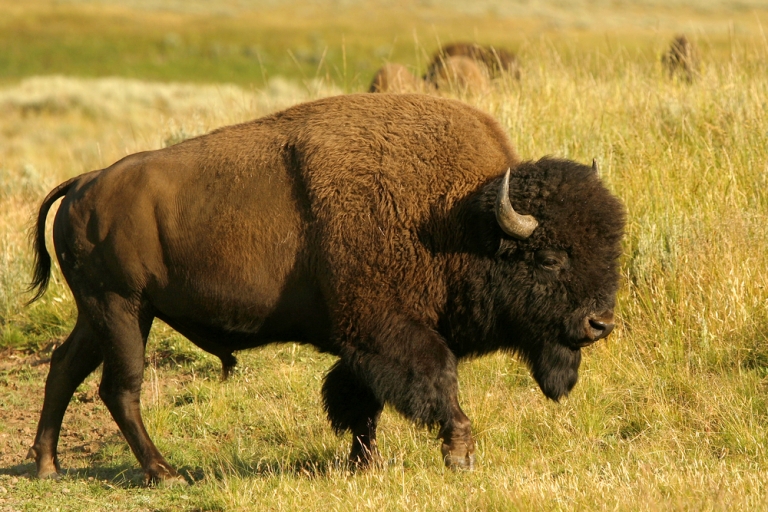 bison-bison.jpg