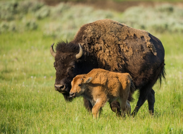 bison-bison_crc3ada.jpg