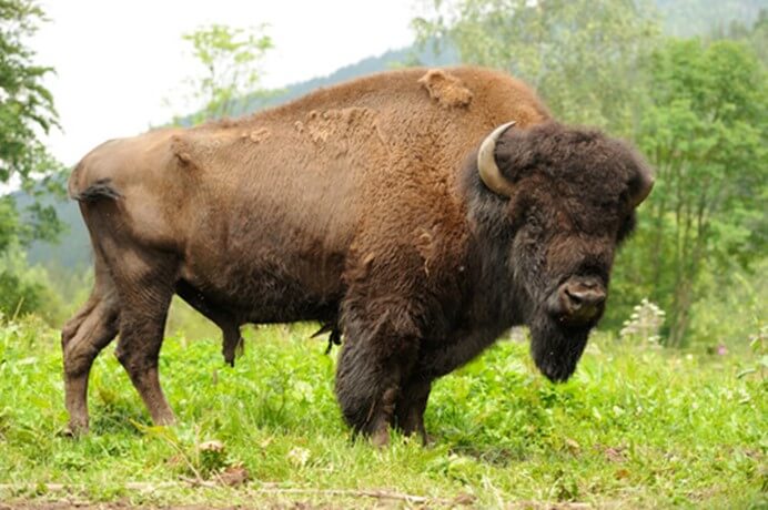 Bisonte-macho.jpg