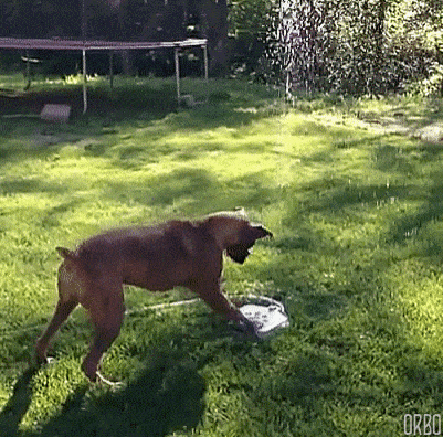 Boxer agua.gif