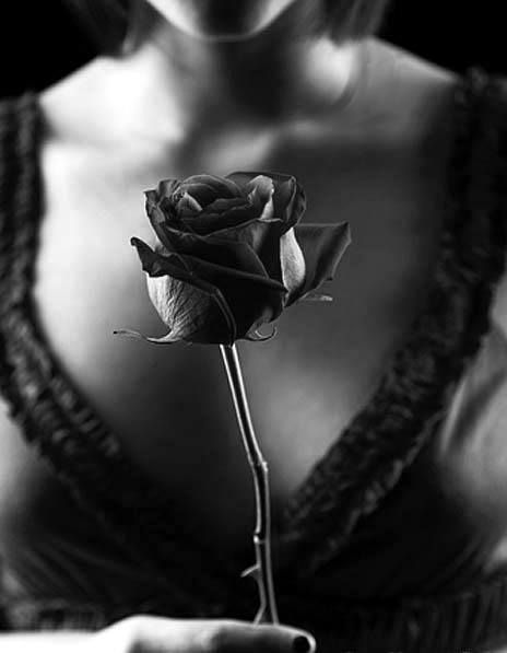 c2e33deae0b1c19bcfc9999313678a7e-single-rose-simply-red.jpg