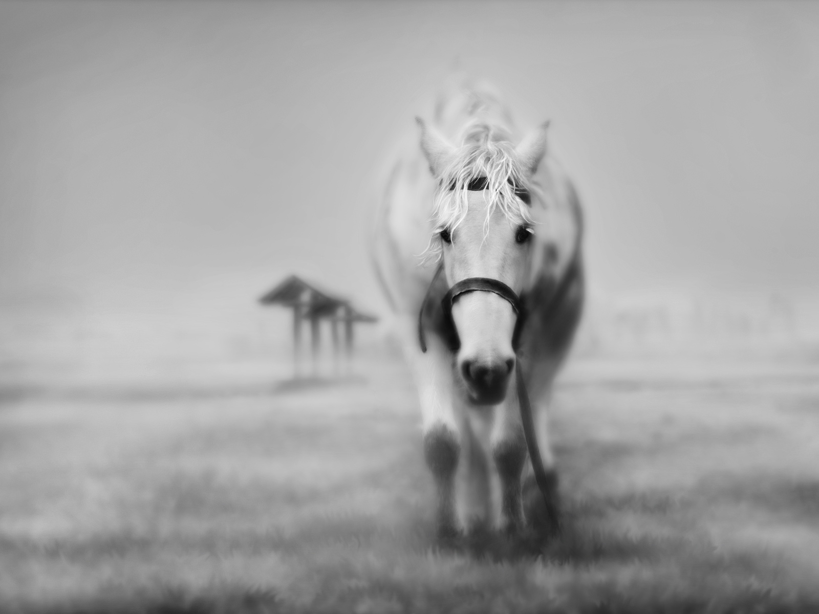 CaballoBlanco.jpg
