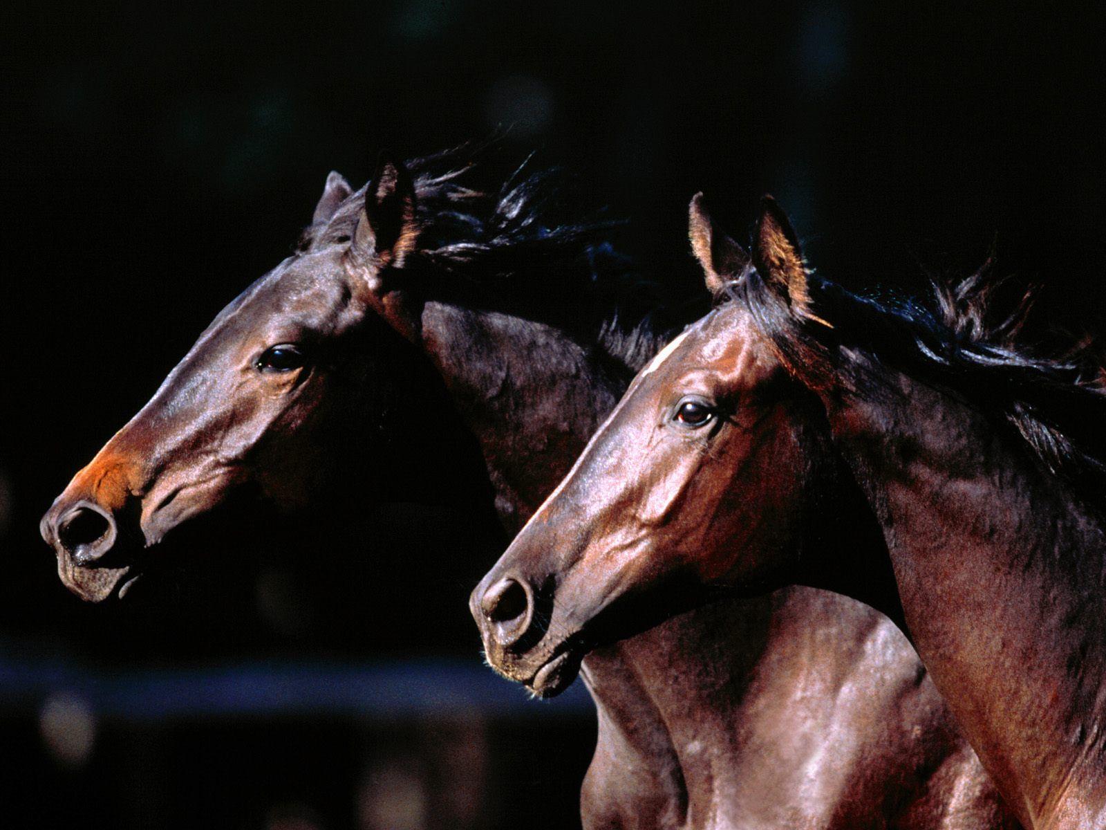 Caballos.jpg