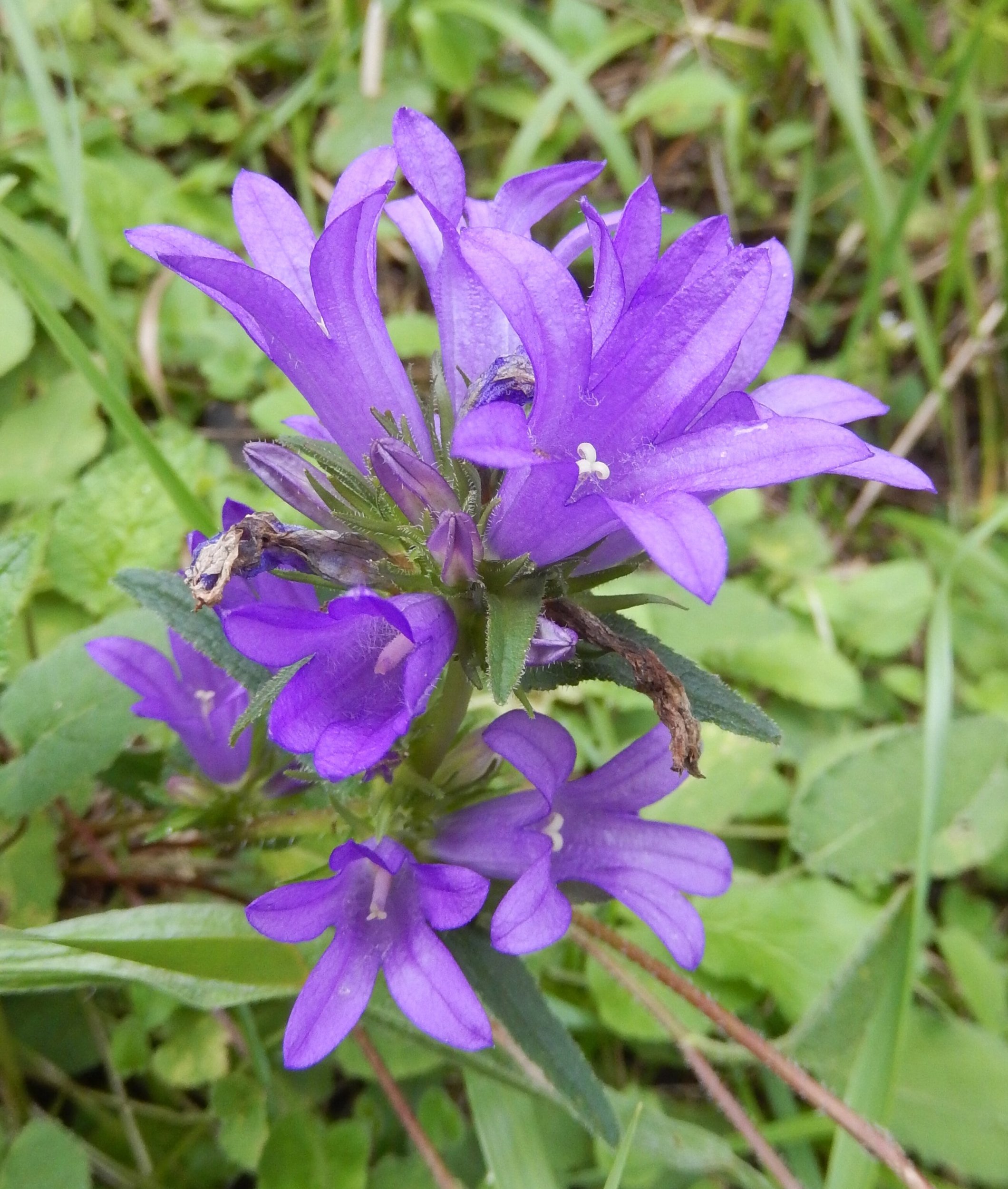 Campanilla (1).jpg