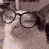 cat.gif