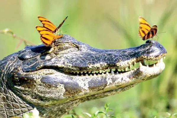 Cocodrilo y sus amigas las  mariposas.png