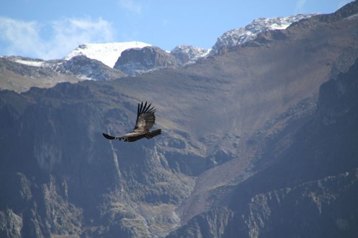 condor-en-el-cañon-de-colca.jpg