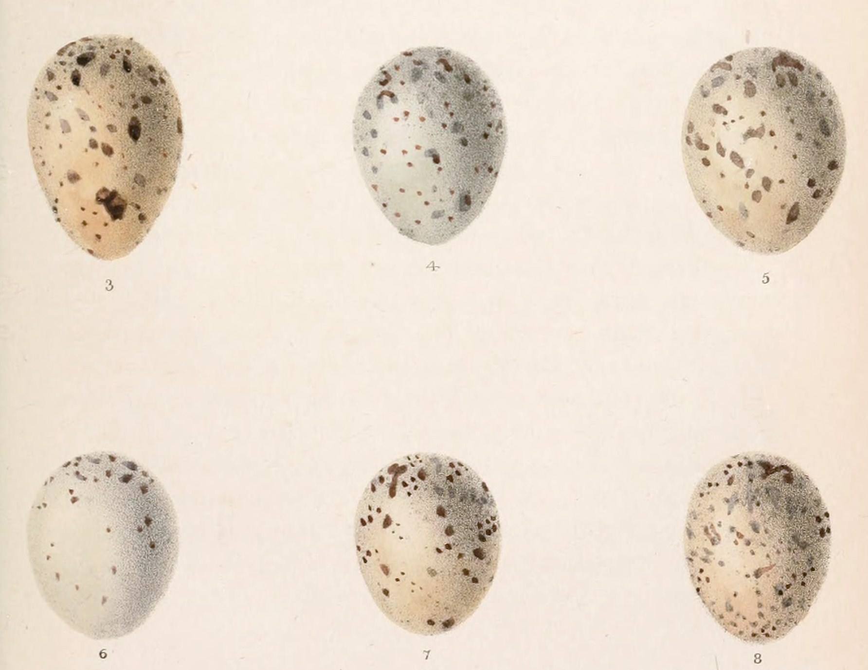 Cyanopica_cooki_eggs_1866.jpg