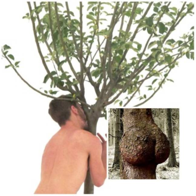 dendrofilia2.jpg