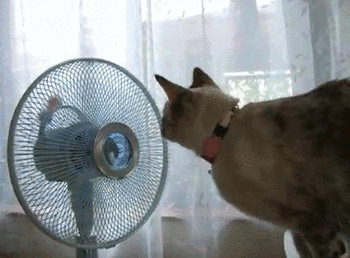 E1z.gif