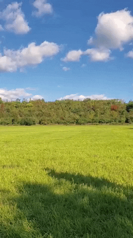 flecha 0.gif flecha 0.gif