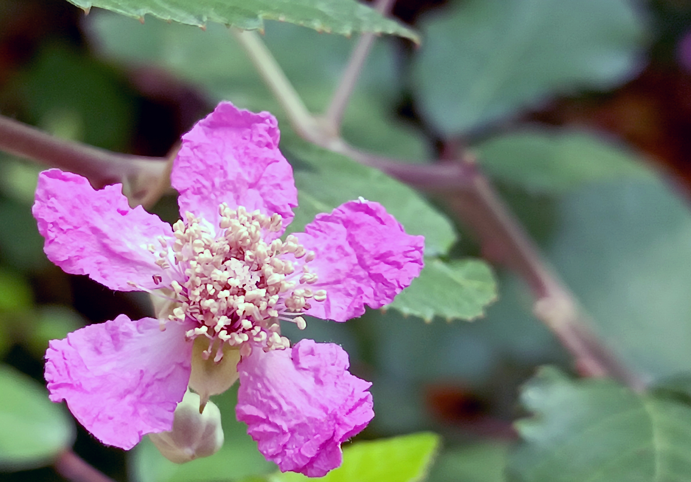 Flor zarza.jpg