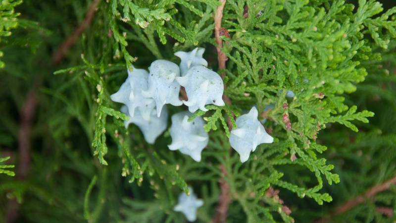 Frutos-de-Thuja-orientalis.jpg