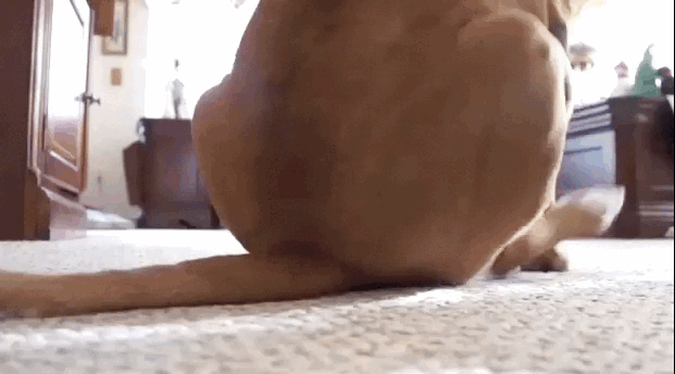 funny-butt-scoot-dog-gif-11.gif