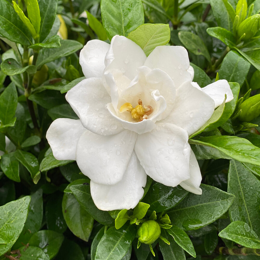 gardenia-pillow-talk-1.jpg