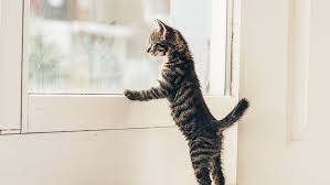 gatito.jpg