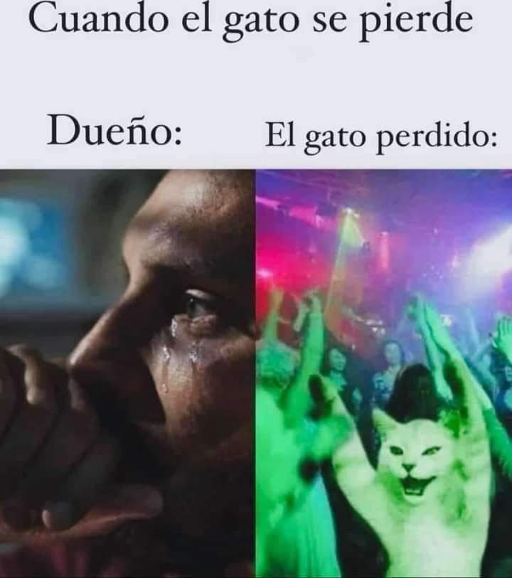 gato.jpg