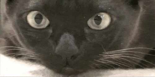 GATO QUE MIRA.gif