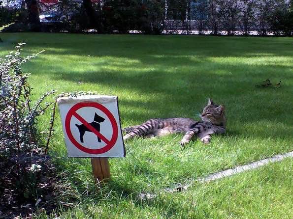 gatoperro.jpg