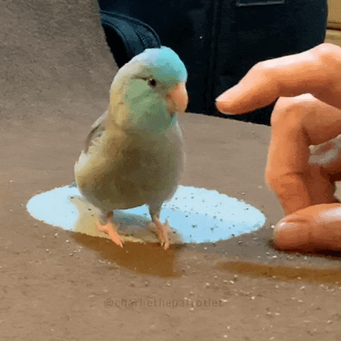 giphy.gif