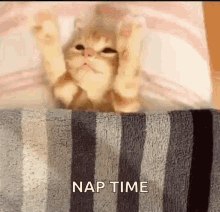 good-night-siesta.gif
