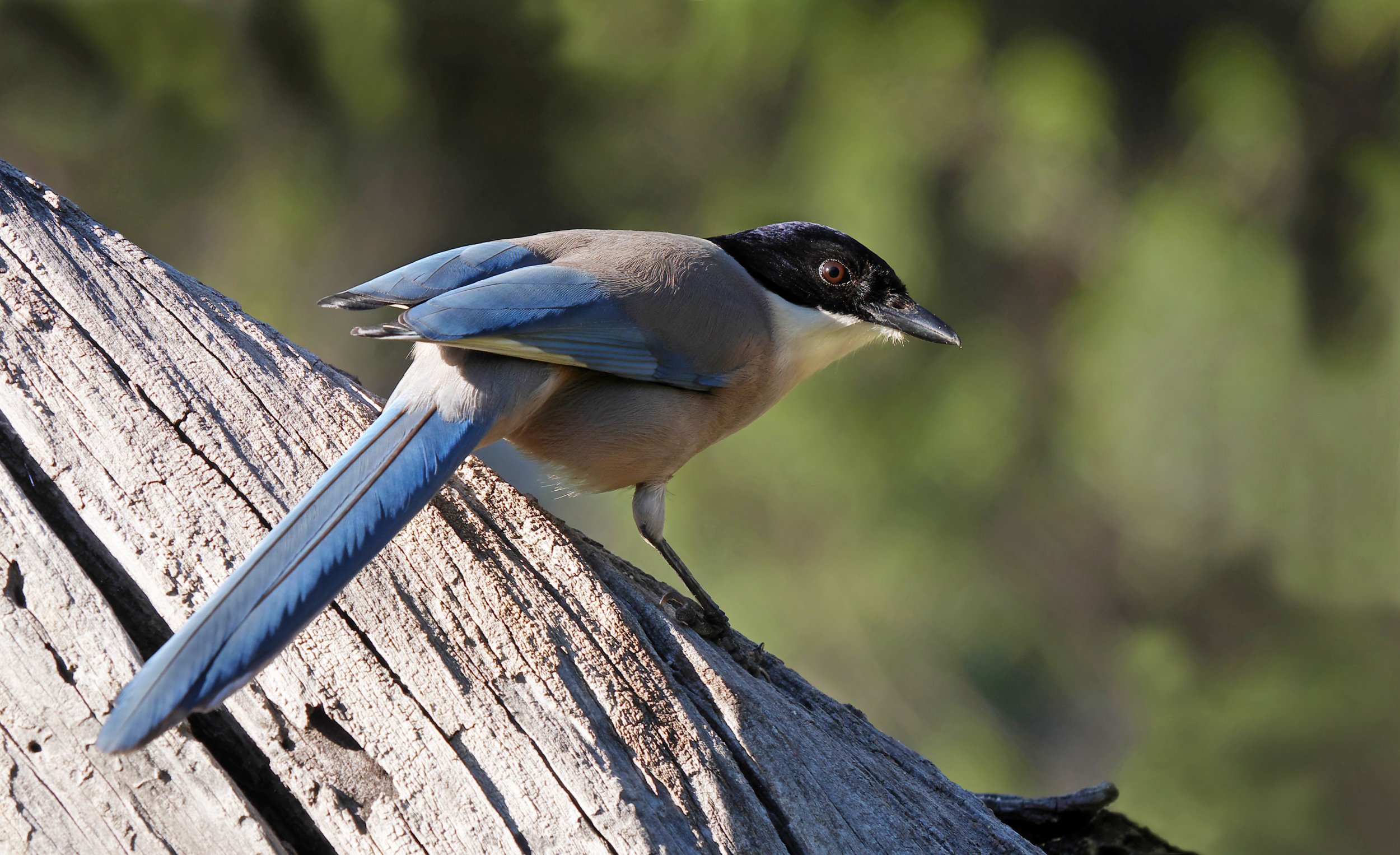 Iberian_magpie_(Cyanopica_cooki),_Parque_natural_de_la_Sierra_de_Andújar,_España_(32602677484).jpg