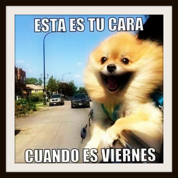 imagenes-con-frases-graciosas-de-animales-de-risa.jpg