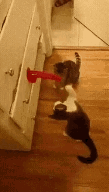 IMG_0735.gif