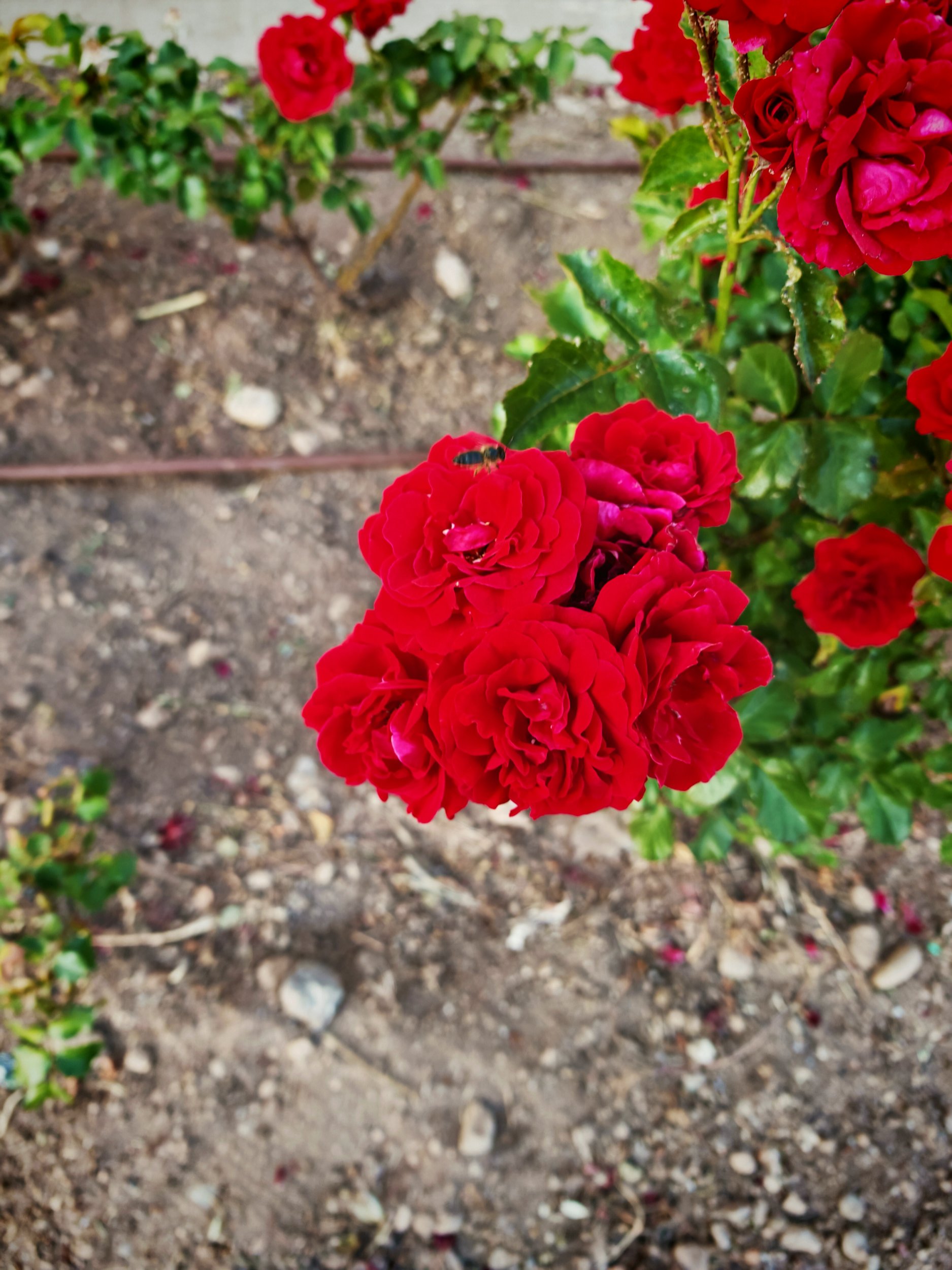 IMG_20250517_204728.jpg