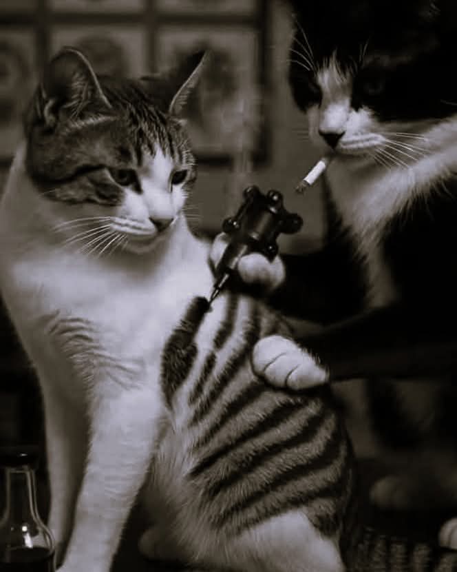 IMG_7441.jpeg