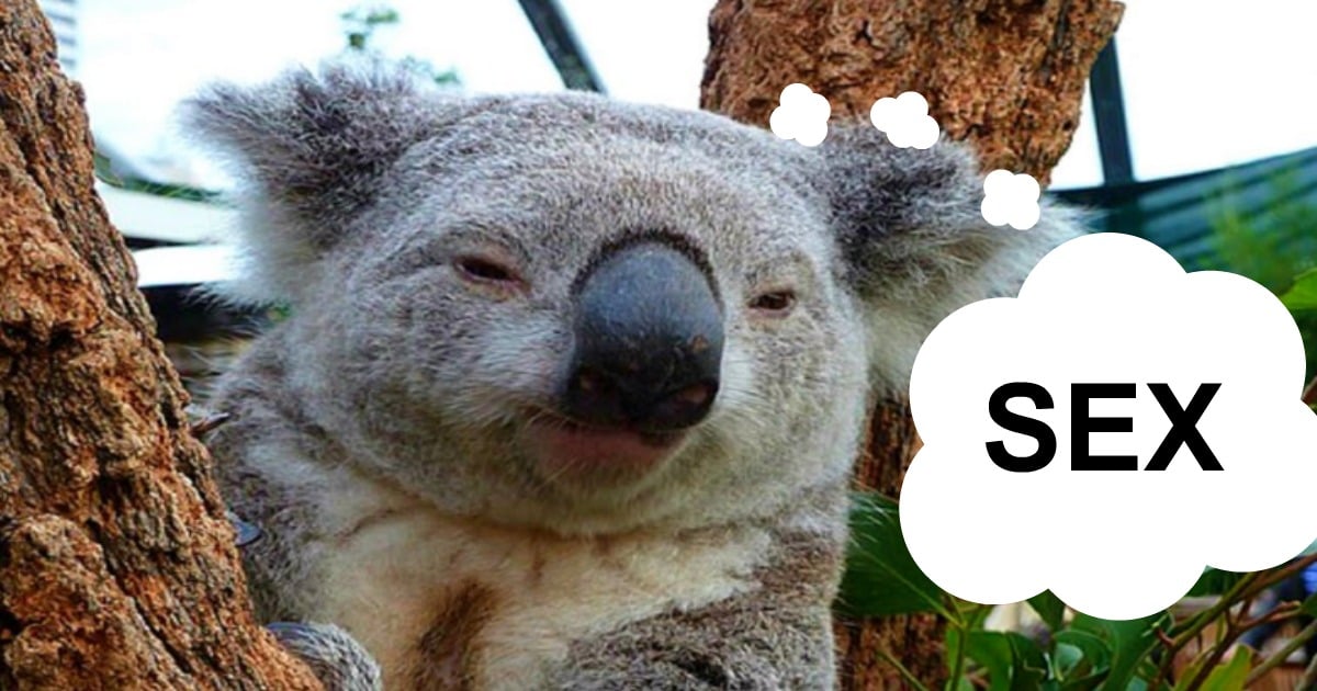 KOALA-SEX-1534970900.jpg