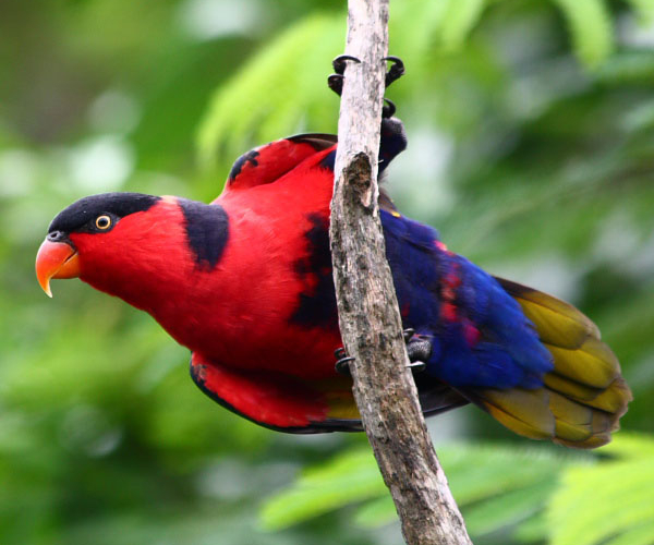 Lorius_lory_-Jurong_BirdPark-8.jpg